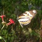 Borboleta flor