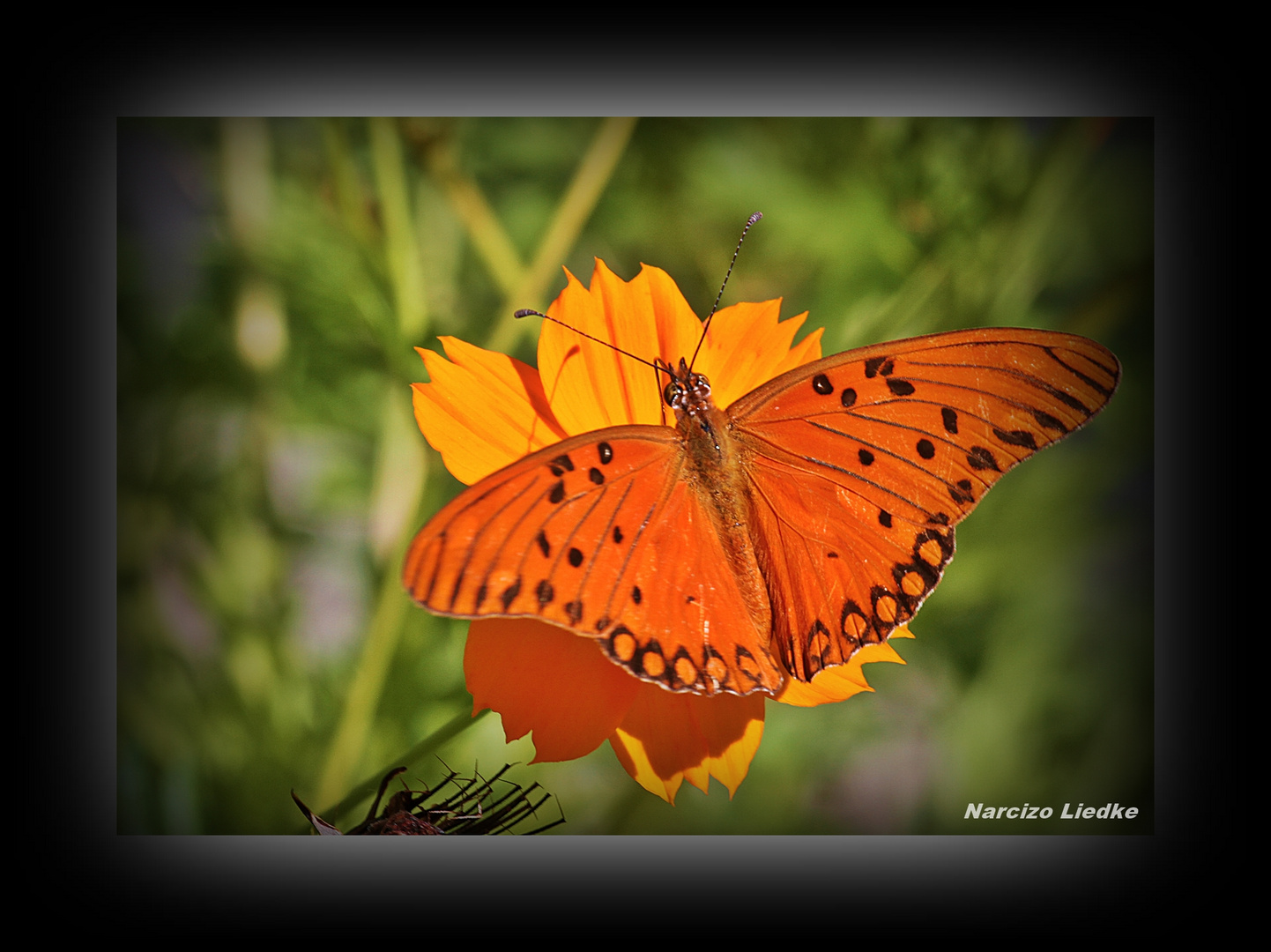 Borboleta I