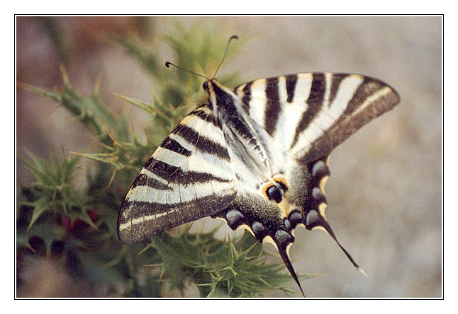 Borboleta I