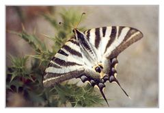 Borboleta I