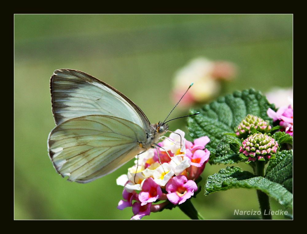 Borboleta II