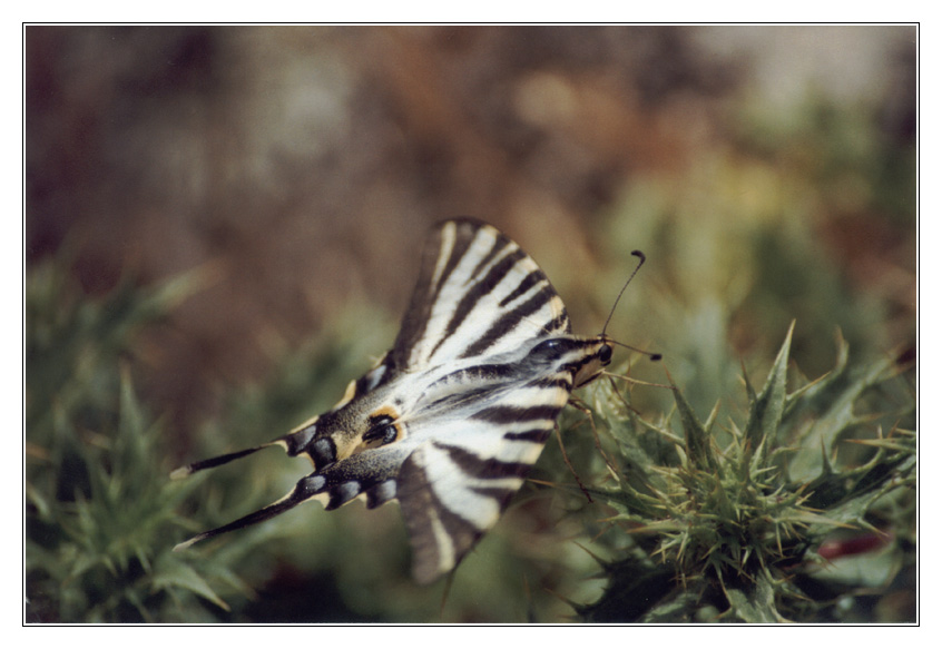 Borboleta II