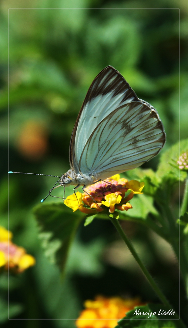 Borboleta II