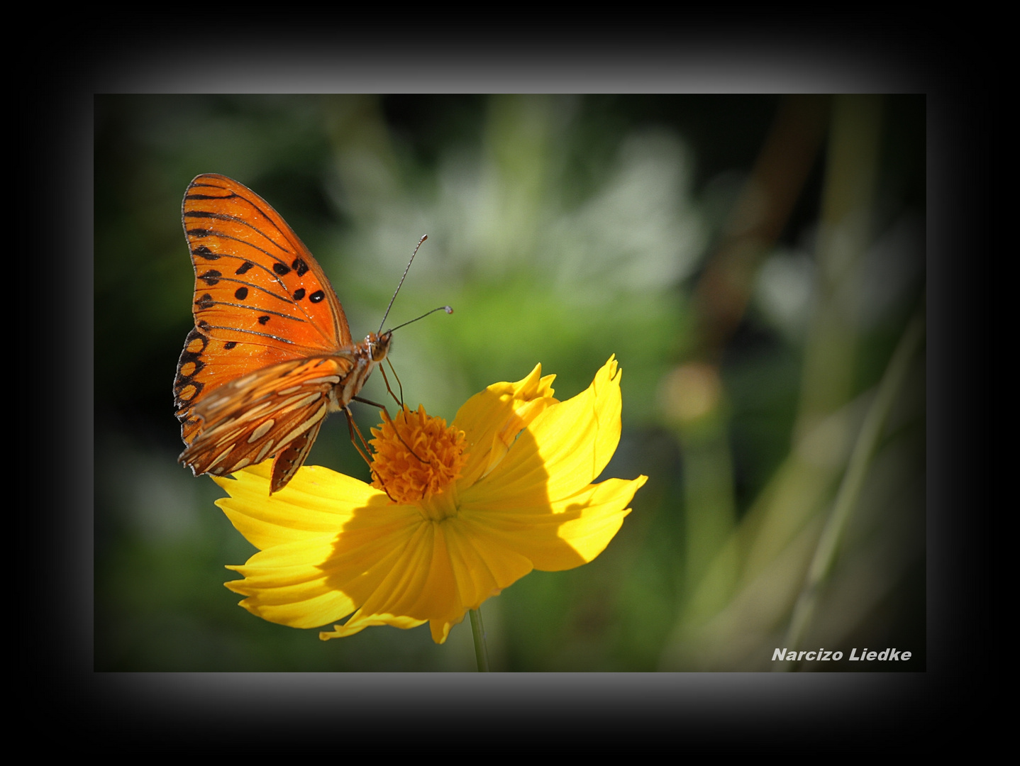 Borboleta III