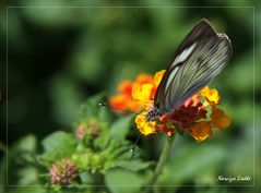 Borboleta IV