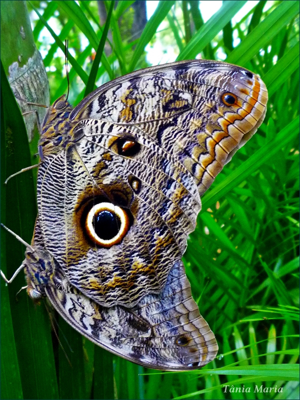 Borboleta olho-de-coruja