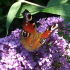 borboleta - Schmetterling - butterfly