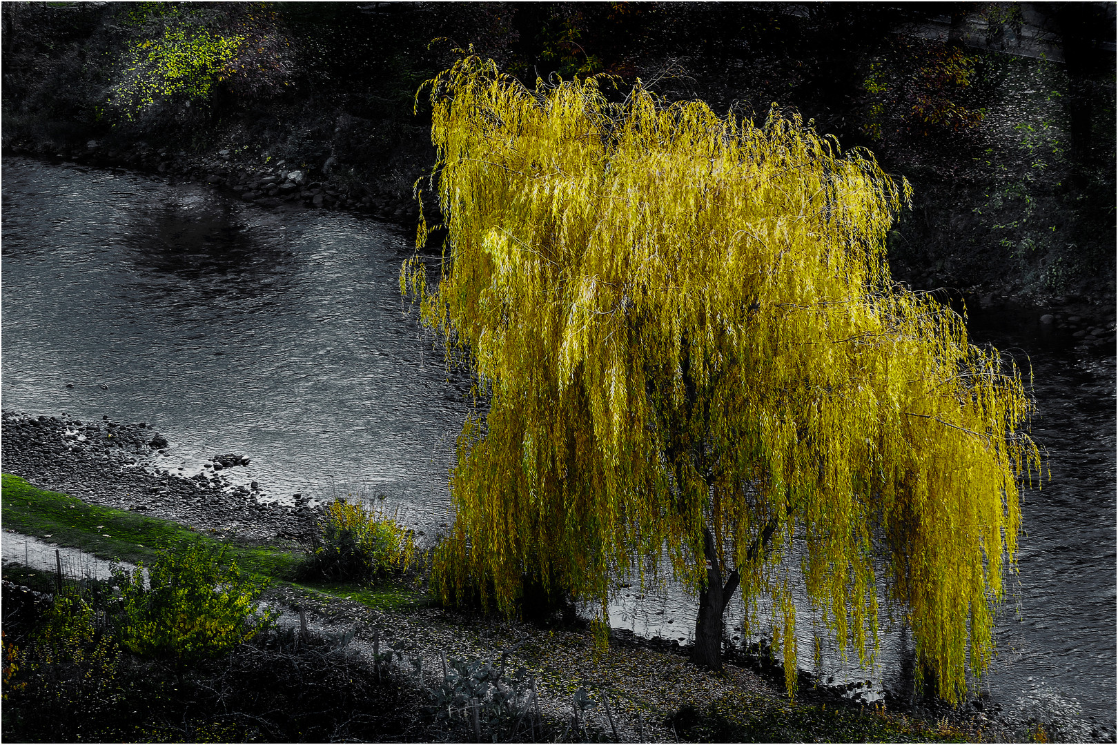 Bord d'Ariège, saule