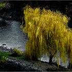 Bord d'Ariège, saule