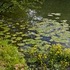 Bord de Gélise à Barbaste