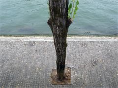 Bord de la Seine