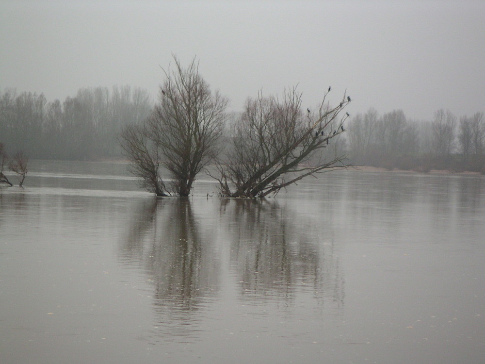 Bord de Loire au petit matin