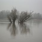 Bord de Loire au petit matin