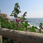 BORD DE MER , LE CAP D AGDE