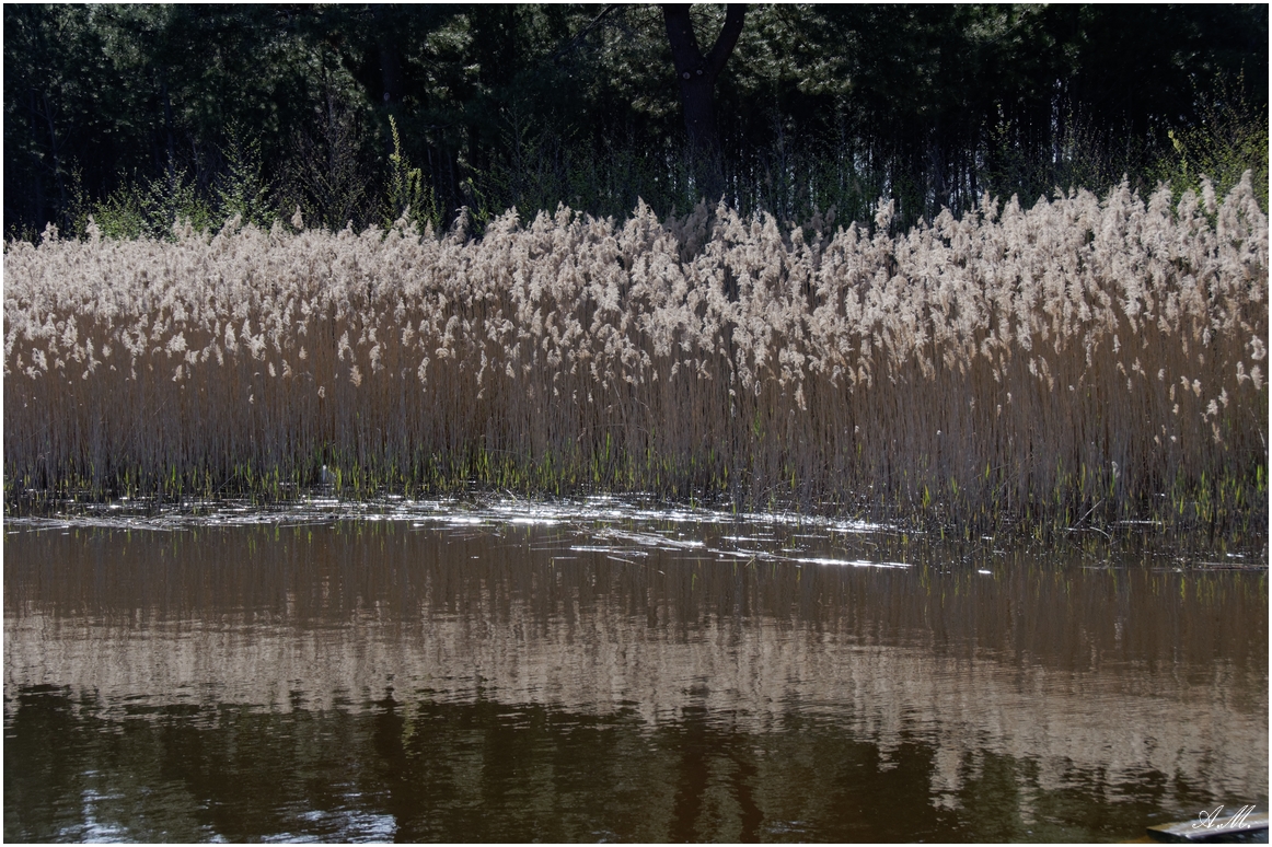 Bord du lac de Biscarrosse