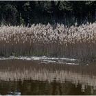 Bord du lac de Biscarrosse