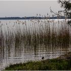 Bord du lac de Biscarrosse²