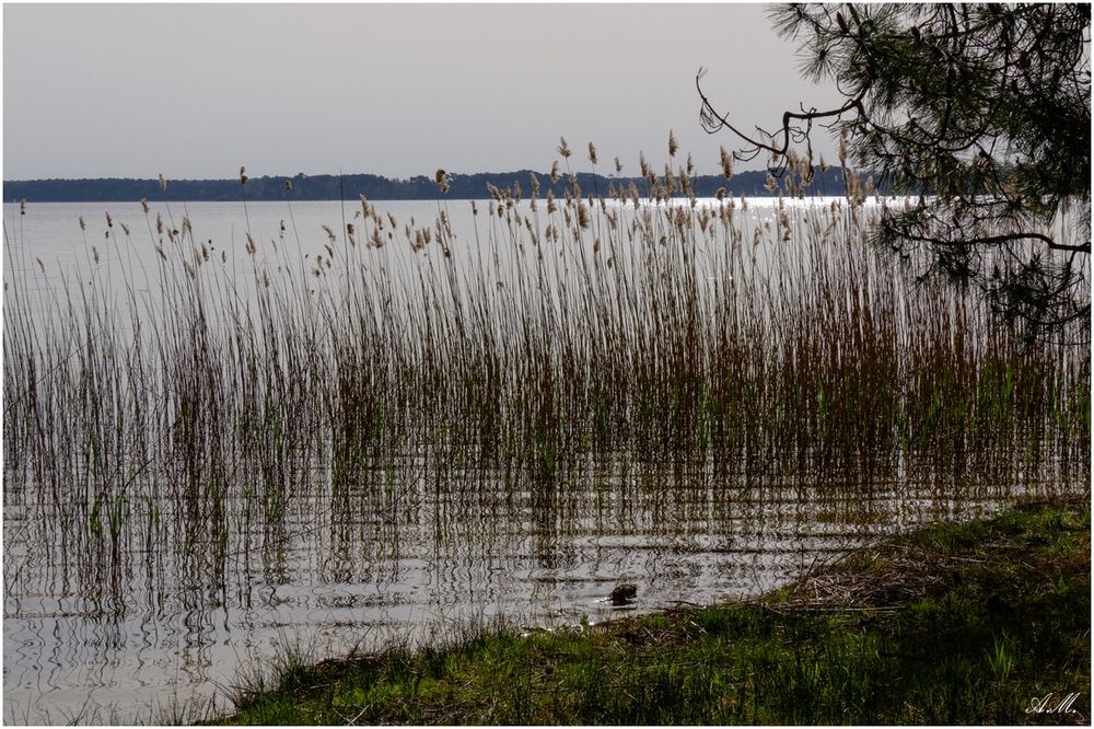 Bord du lac de Biscarrosse²