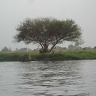 Bord du Nil