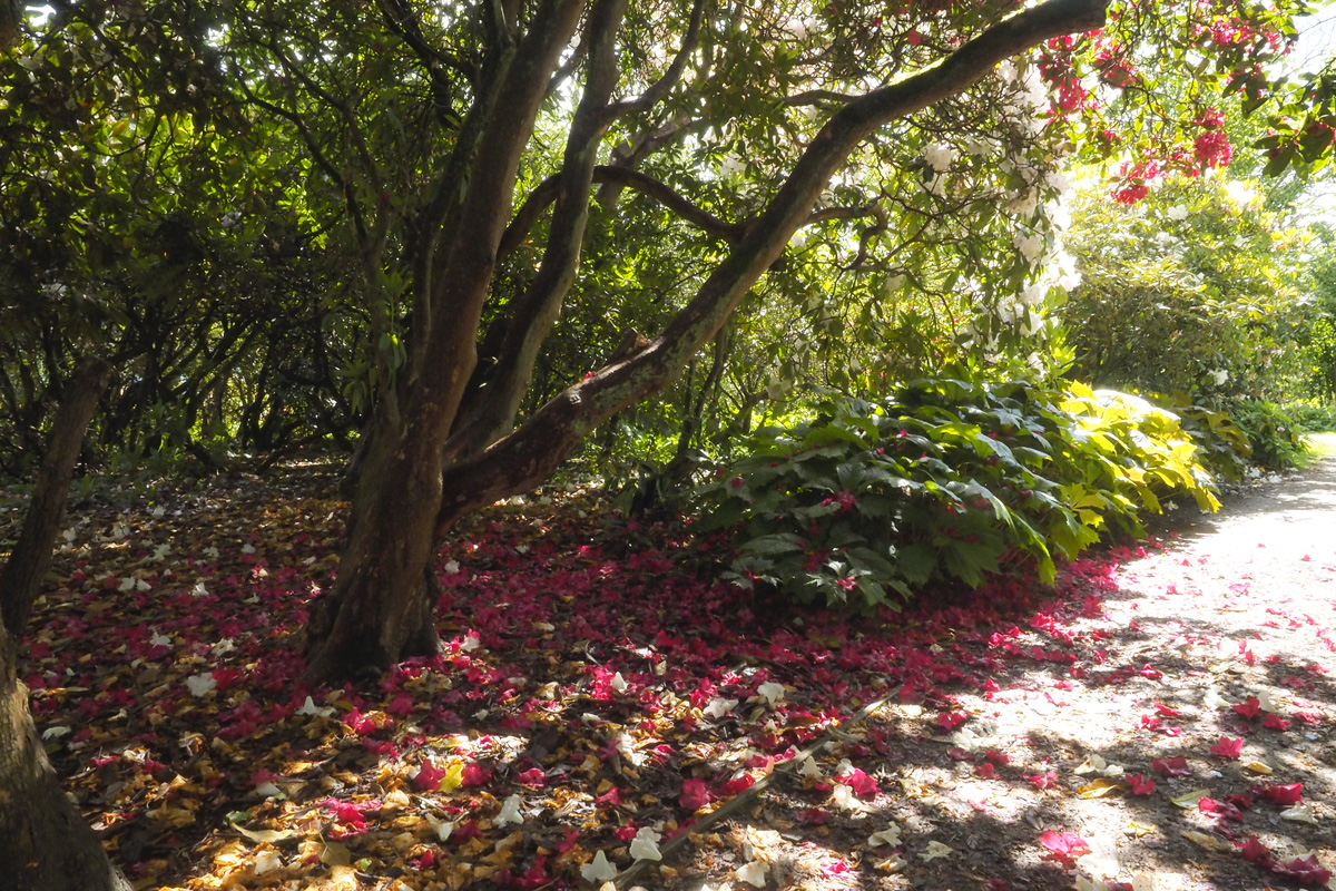 Borde Hill Garden