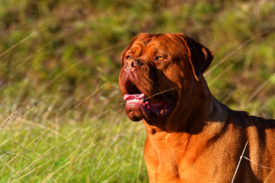 Bordeaux Dogge