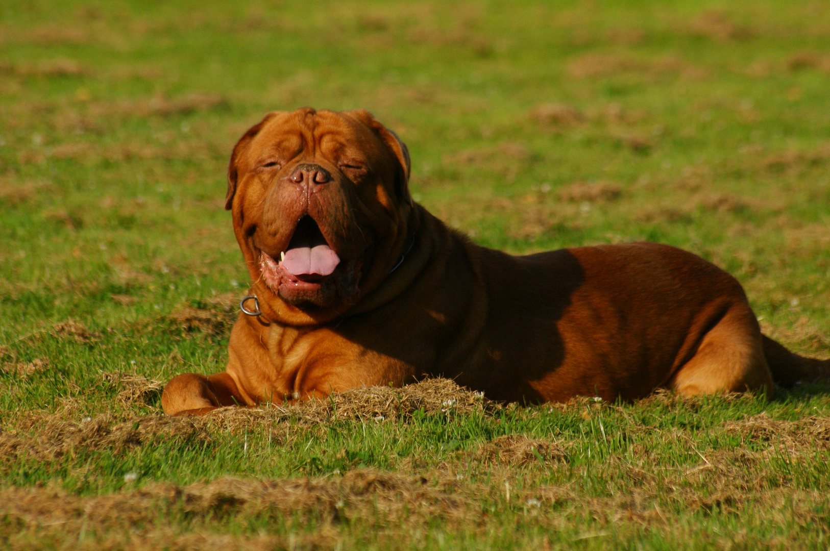 Bordeaux-Dogge Jack