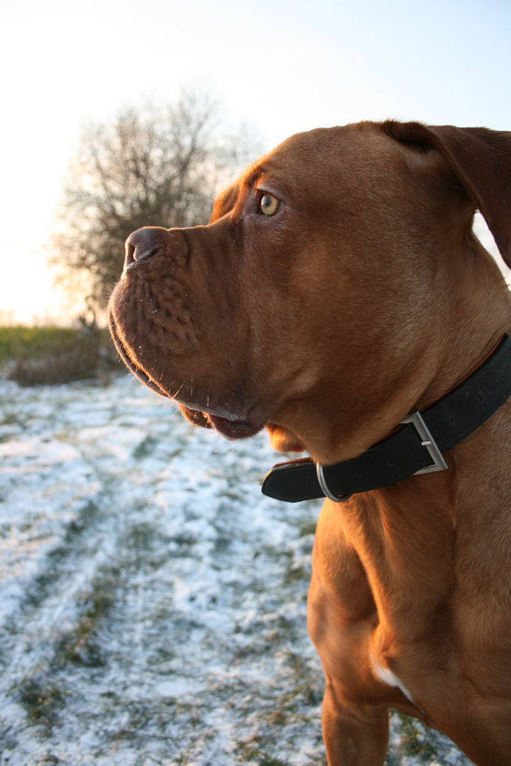 Bordeaux-Dogge Murphy im Schnee