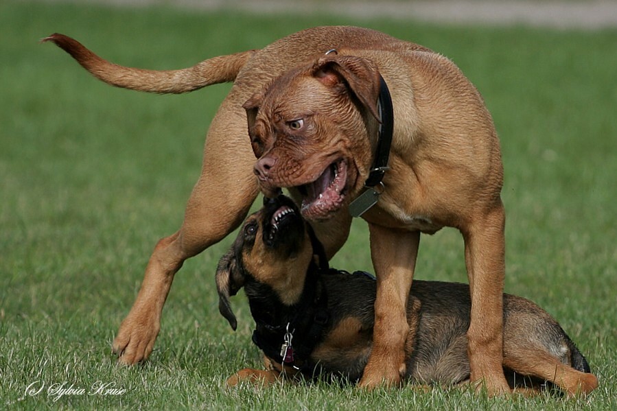 Bordeaux-Dogge Paula und Mischlingsdame Sally