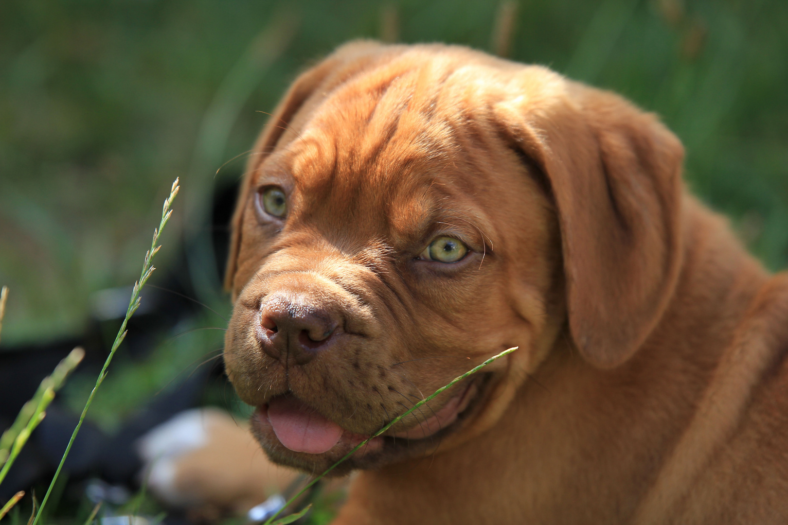 Bordeaux Dogge Welpchen