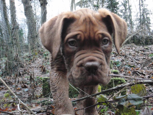 Bordeaux Dogge Welpe im Herbst