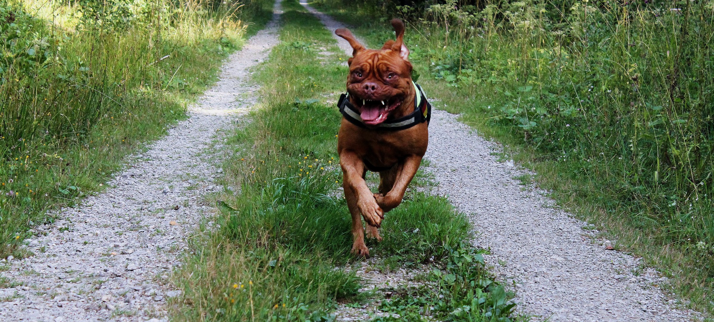 Bordeaux Doggen Action