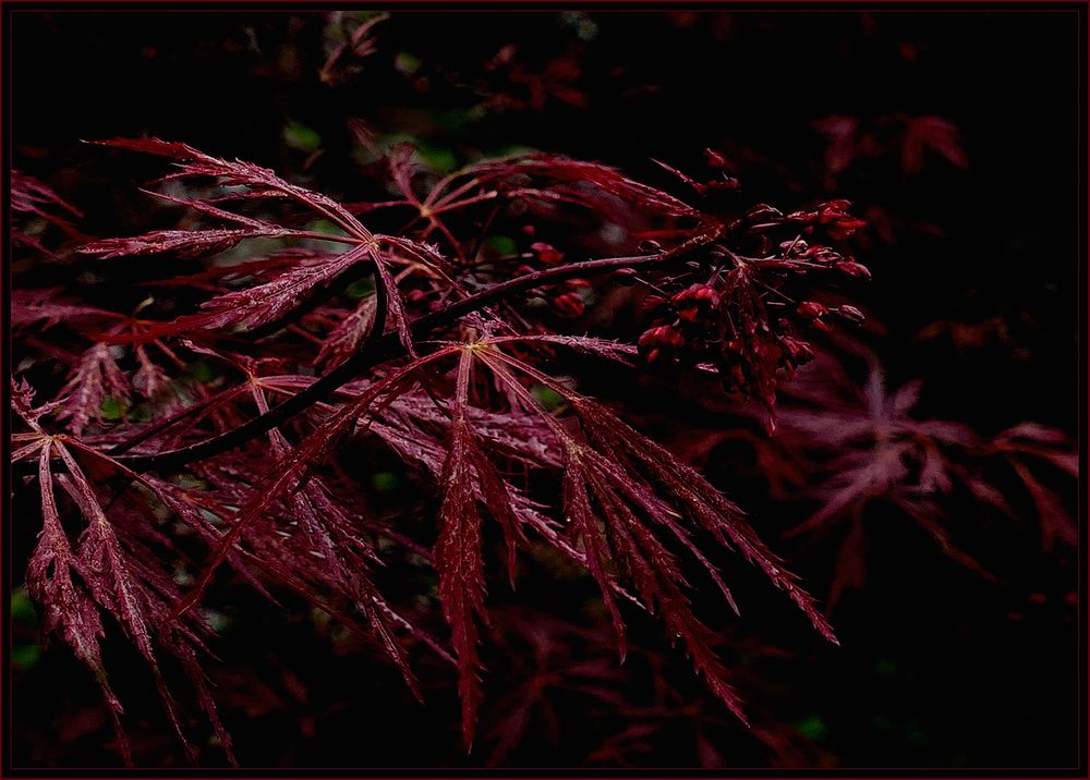 Bordeaux  im garten 