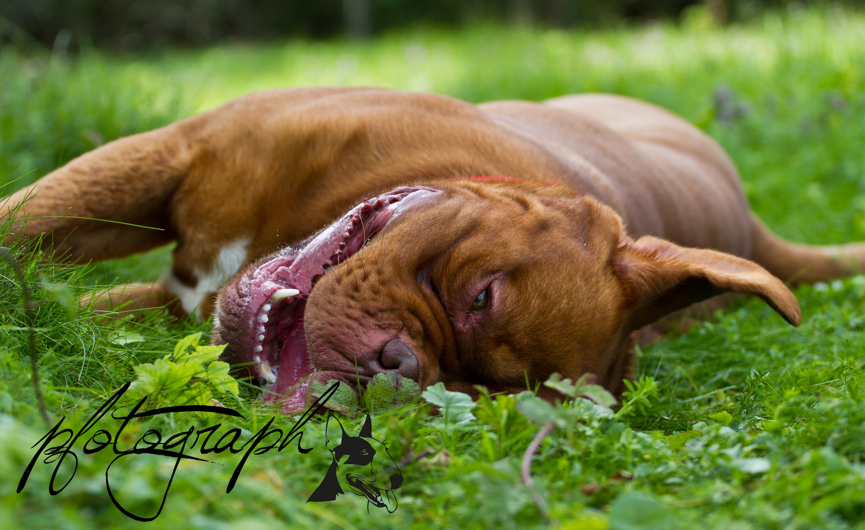 Bordeauxdogge im Gras