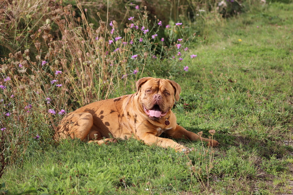 Bordeauxdogge Rambo