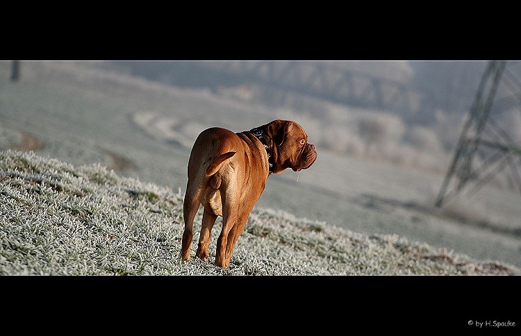 Bordeauxdogge Winter