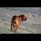 Bordeauxdogge Winter