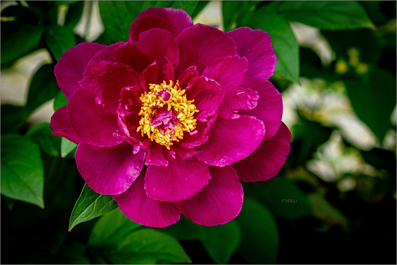 Bordeauxrote Blüte einer Pfingstrose