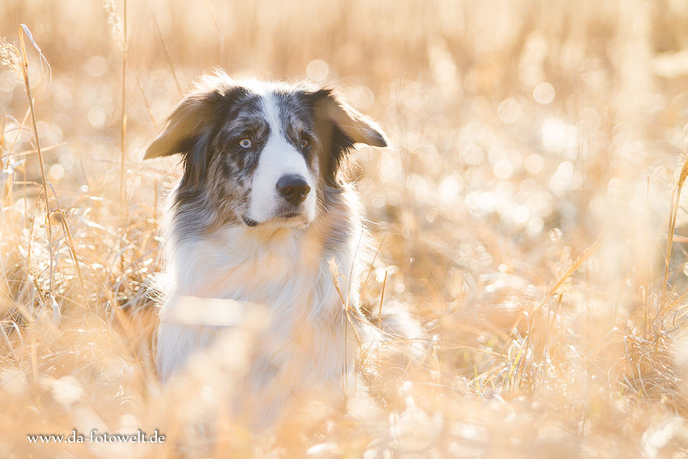 Border-Aussie Mix Fly 