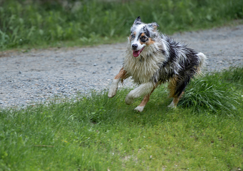 Border Collie