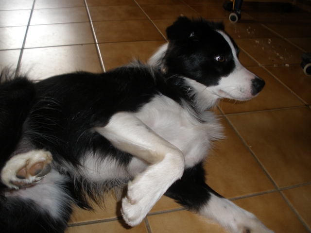 Border Collie 1