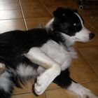 Border Collie 1