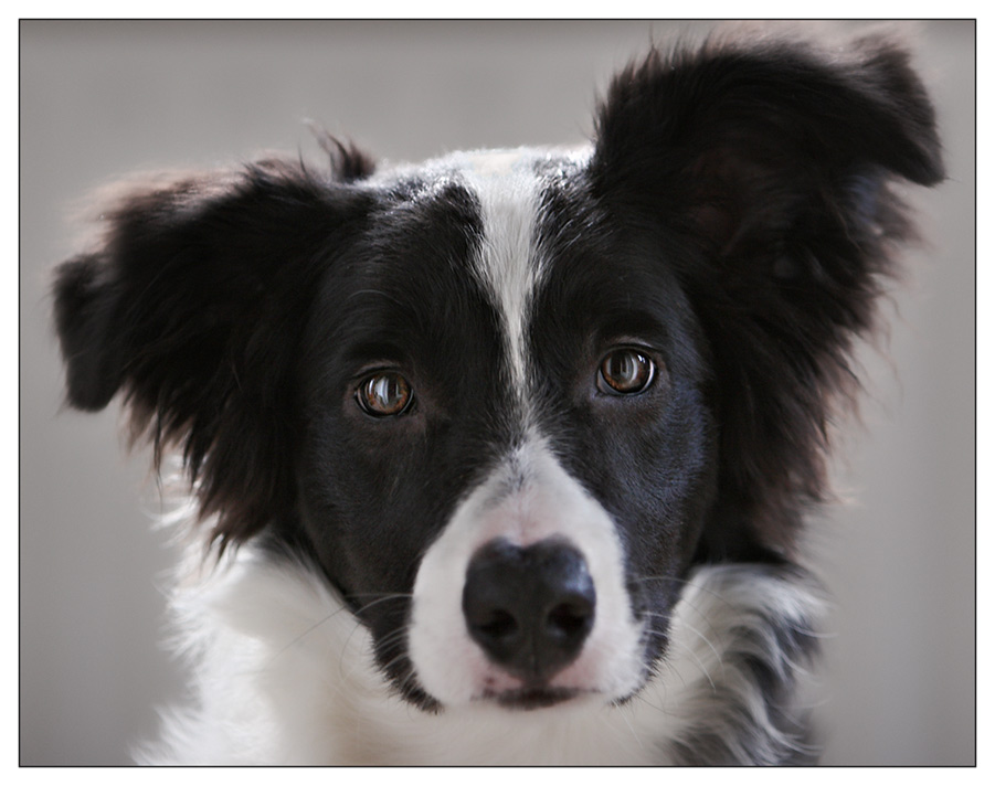 Border Collie