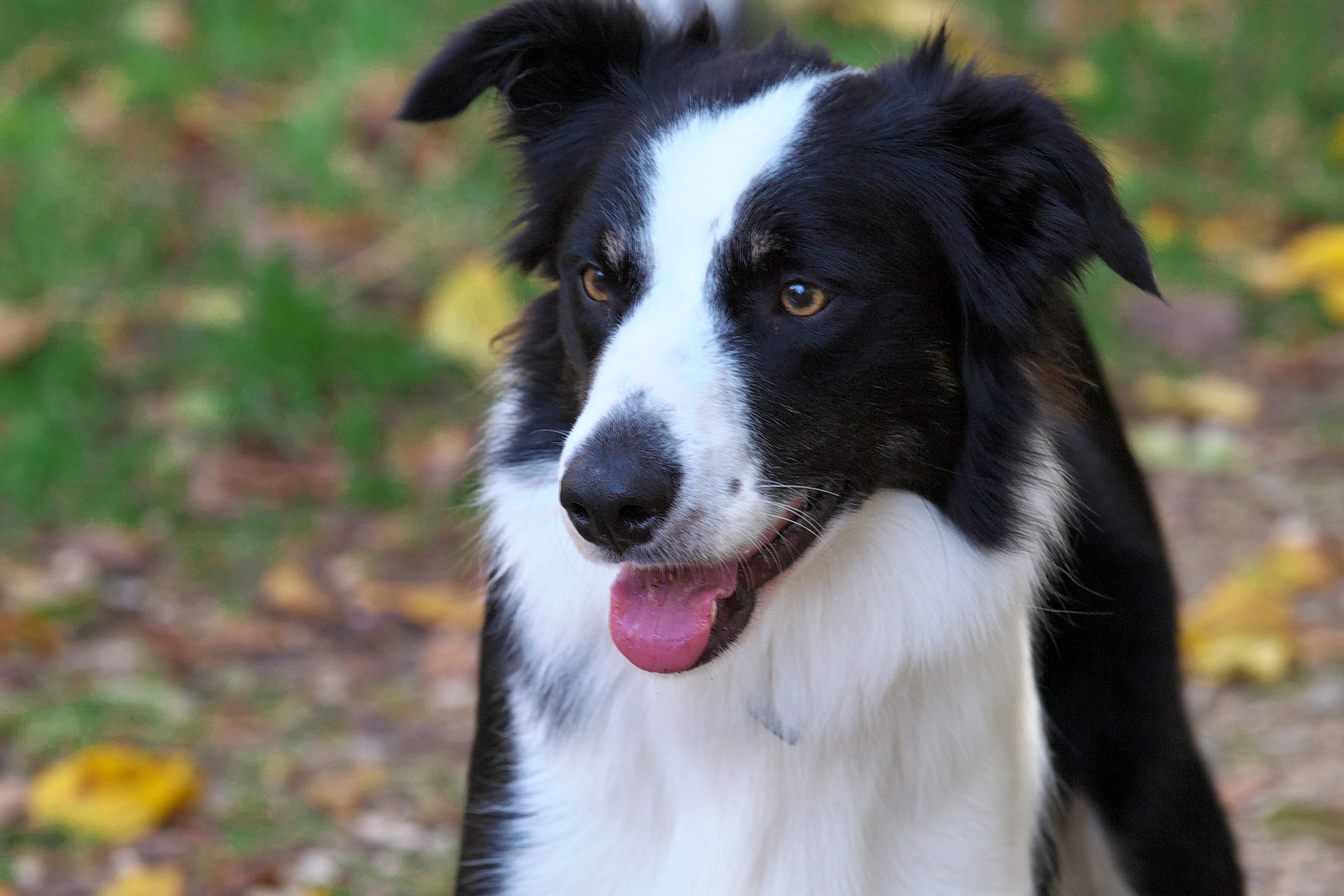 Border Collie