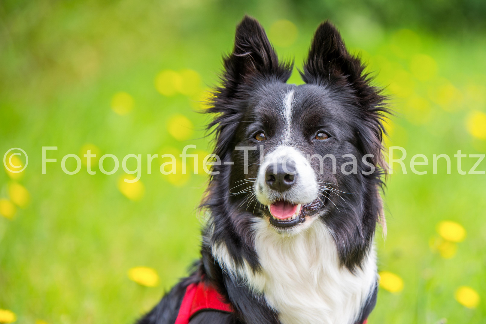 Border Collie