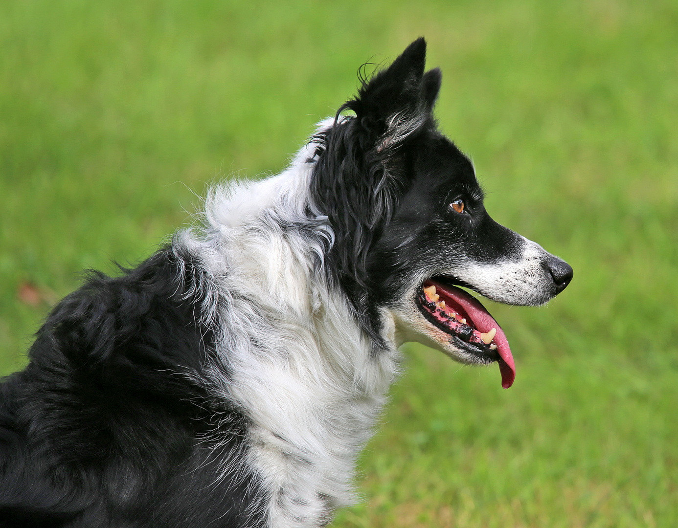 Border Collie