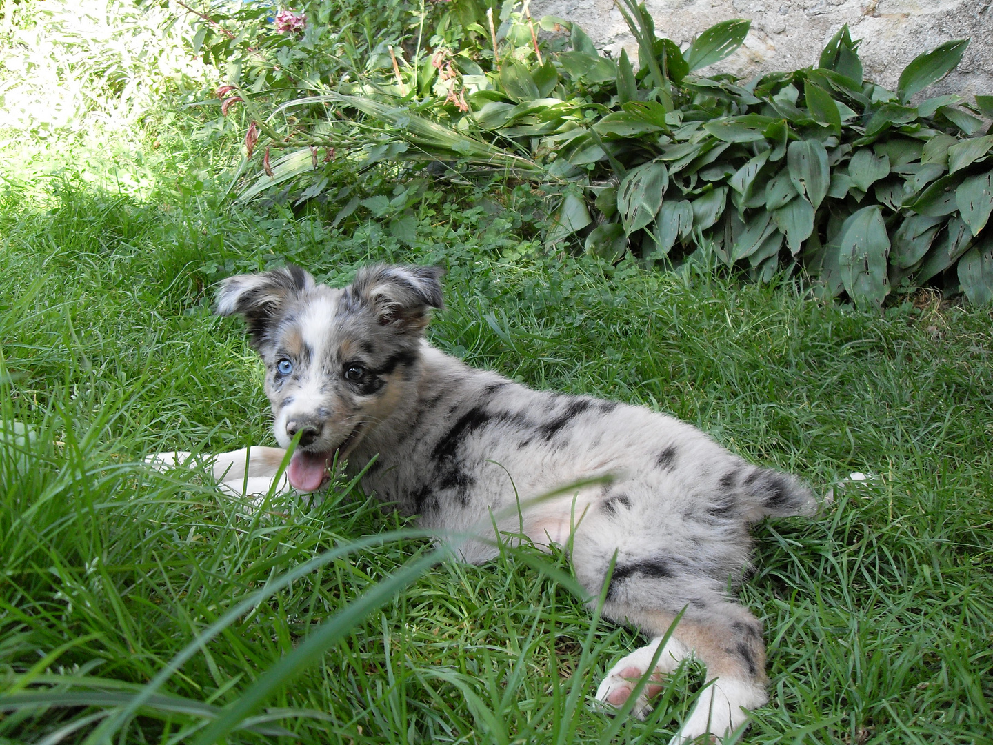 border collie 2