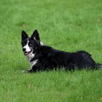 Border Collie -2-