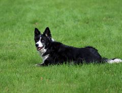 Border Collie -2-