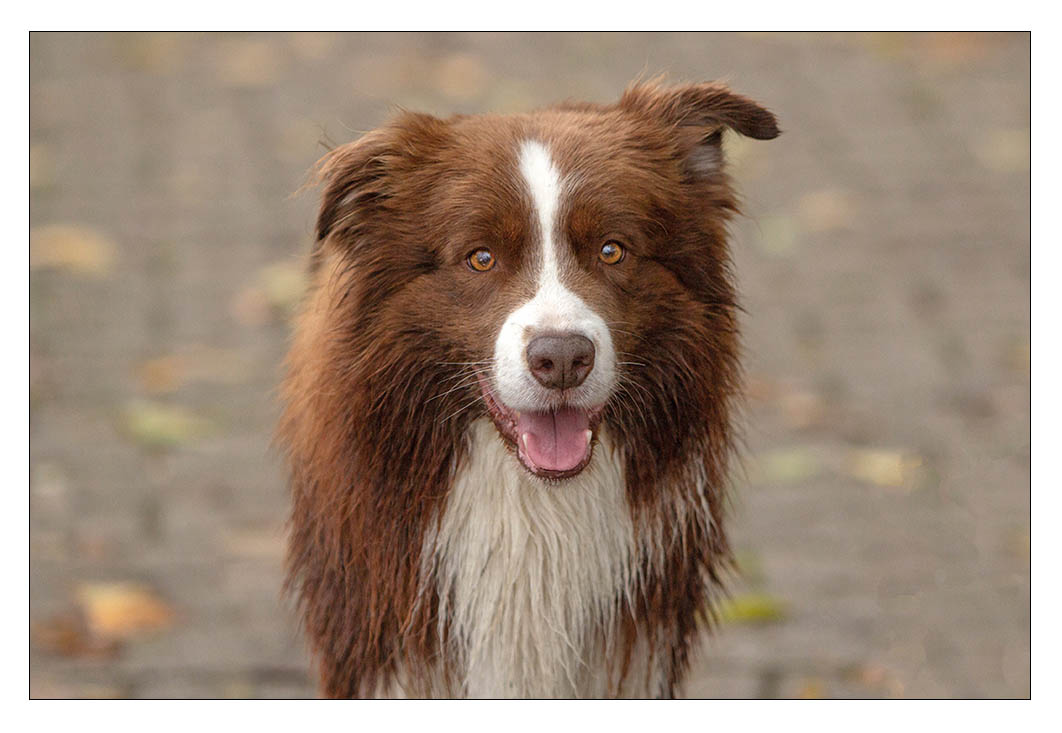 Border Collie