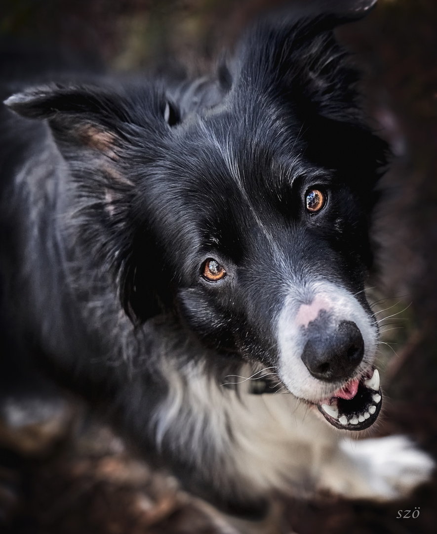 Border Collie